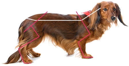 Rehabilitación para mascotas